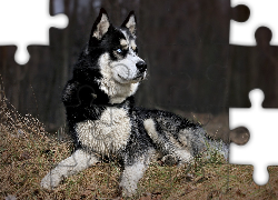 Czujny, Husky, Trawa