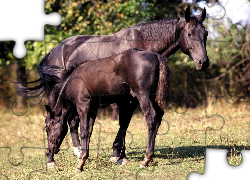 Kara, Klacz, Źrebię, Trawa, Łąka, Drzewa