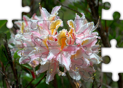 Różanecznik, Zachodni, Rhododendron, Occidentale