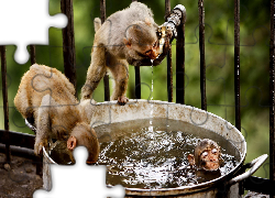 Małpy, Woda, Kąpiel