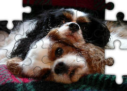 Dwa, Psy, Cavalier King Charles spaniel