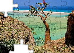 Socotra Island, Jemen, Drzewo, Morze