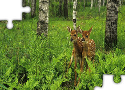 Sarenki, Drzewa, Trawa