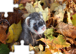 Fretka, Mordka, Jesień, Liście