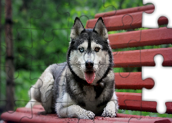 Pies, Syberian Husky, Ławka