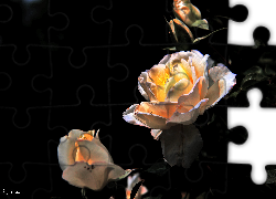 Róże, Grafika
