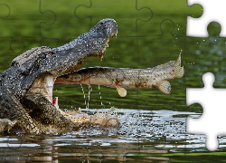 Krokodyl, Szczupak