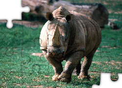 Nosorożec, Trawa
