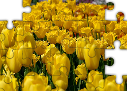 Żółte, Tulipany