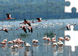 Flamingi, Woda