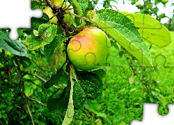 Drzewo, Jabłonka, Owoc