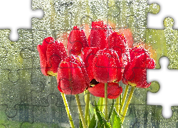 Czerwone, Tulipany, Szyba, Deszcz