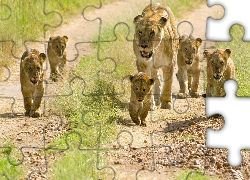 Lwia, Rodzinka, Safari