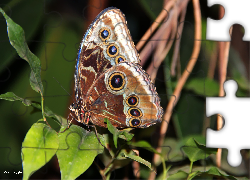 Motyl, Skrzydła