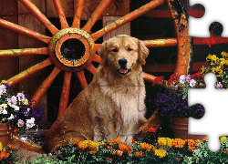 Pies, Koło, Kwiaty, Golden Retriever