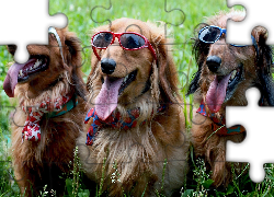 Trzy, Psy, W, Okularach, Słonecznych