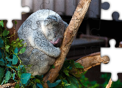 Śpiący, Miś, Koala, Drzewo