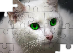 Biały, Kot, Zielone, Oczy