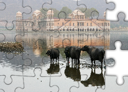 Krowy, Ptaki, Pałac, Indie