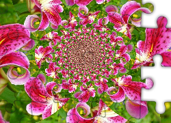 Spirala, Różowe, Lilie, Grafika