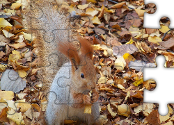 Wiewiórka, Jesień, Liście
