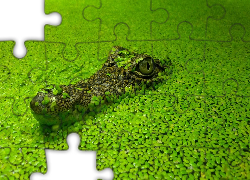 Krokodyl, Staw, Zielone, Roślinki