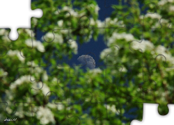 Niebo, Księżyc, Drzewa