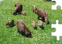 Stadko, Kapibarów