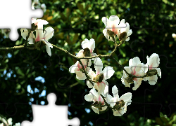 Kwiaty, Białej, Magnolii