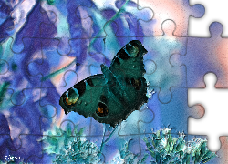 Motyl, Grafika