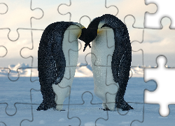 Para, Pingwinów, Pocałunek, Śnieg