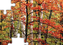 Las, Jesień, Drzewa, Liście, Kolorowe