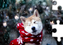 Pies, Akita Inu, Szalik, Śnieg