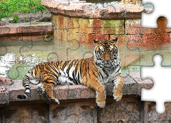 Tygrys, Bengalski, Basen, ZOO