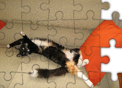 Kotek, Calico, Kanapa