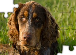 Spaniel Pikardyjski, Smutna, Mordka, Zieleń