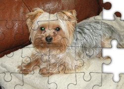 Yorkshire Terrier, Kanapa