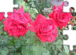 Kwiaty, Czerwone, Róże, Zielone, Liście