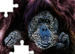 Małpa, Orangutan sumatrzański