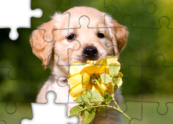 Pies, Szczeniak, Golden retriever, Żółta, Róża