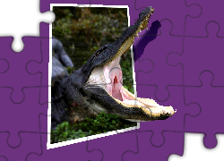Krokodyl, Obraz, 4D