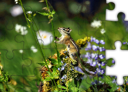 Chipmunk, Roślinka