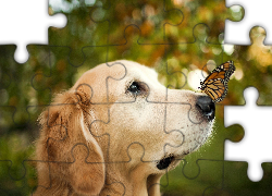 Golden retriever, Pies, Motyl