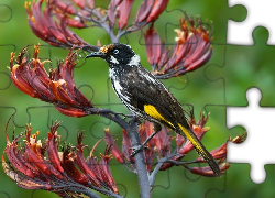 Ptaszek, New Holland Honeyeater, Kwiat