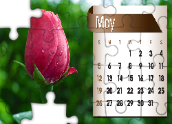 Kalendarz, Róża, Maj, 2013r