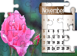 Kalendarz, Róża, Listopad, 2013r