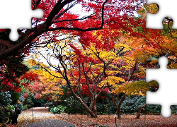 Jesień, Kolorowe, Drzewa, Park
