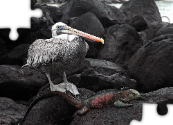 Galapagos, Pelikan