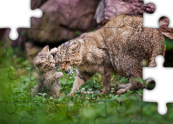 Dwa, Koty, Mama, Młody, Trawa