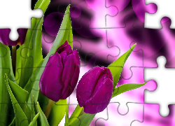 Purpurowe, Tulipany, Liście